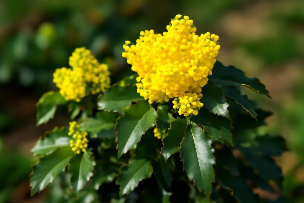 mahonia-w-ogrodzie-cechy-zalety-i-uprawa-1 Mahonia w ogrodzie – cechy, zalety i uprawa