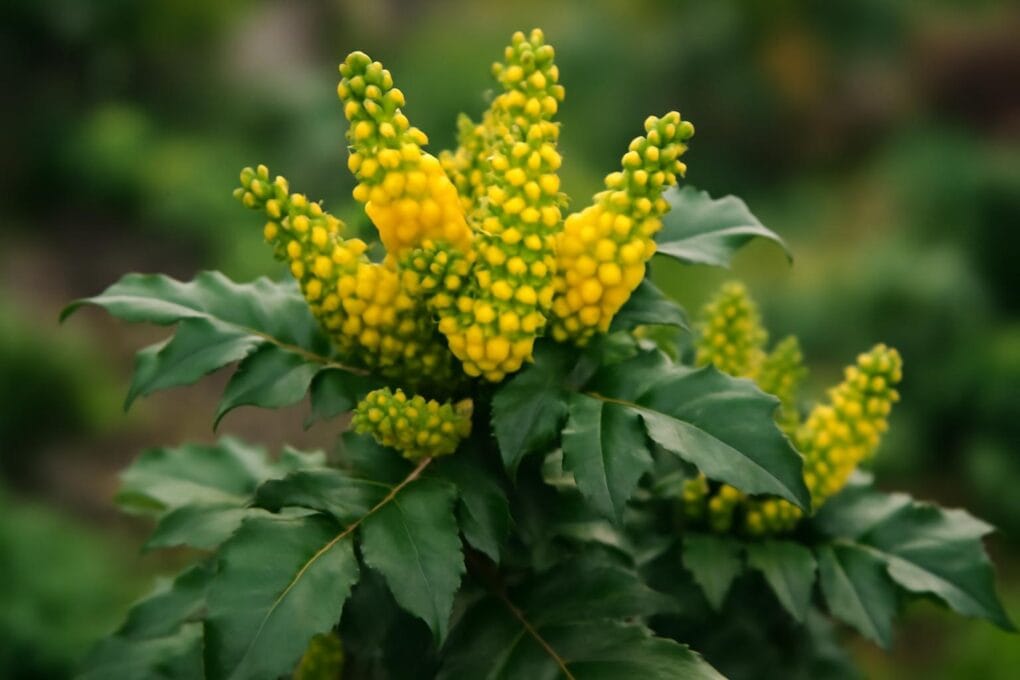 mahonia w ogrodzie cechy zalety i uprawa 2 1