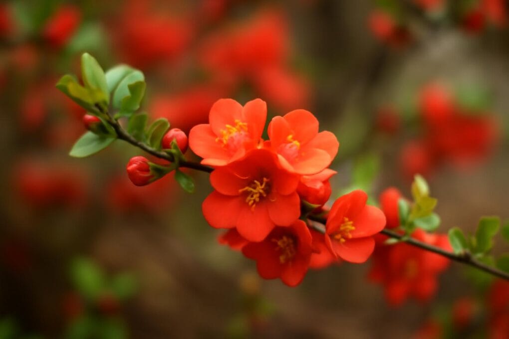 pigwowce-chaenomeles-uprawa-i-zastosowanie-w-ogrodzie-2 Pigwowce (Chaenomeles) – uprawa i zastosowanie w ogrodzie