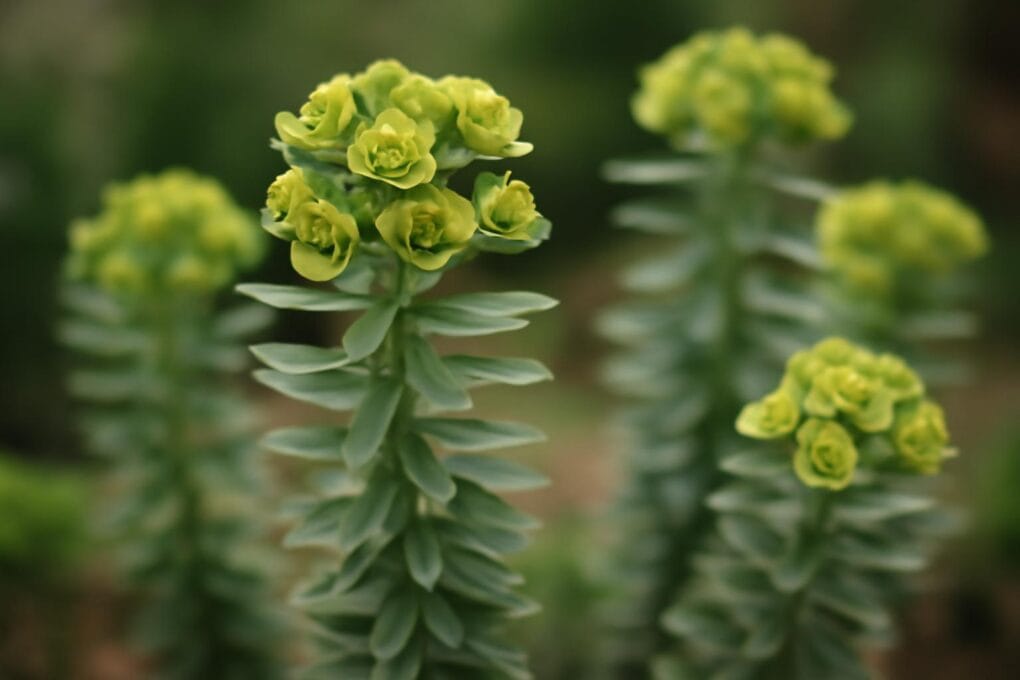 wilczomlecze euphorbia charakterystyka i pielegnacja 2 1