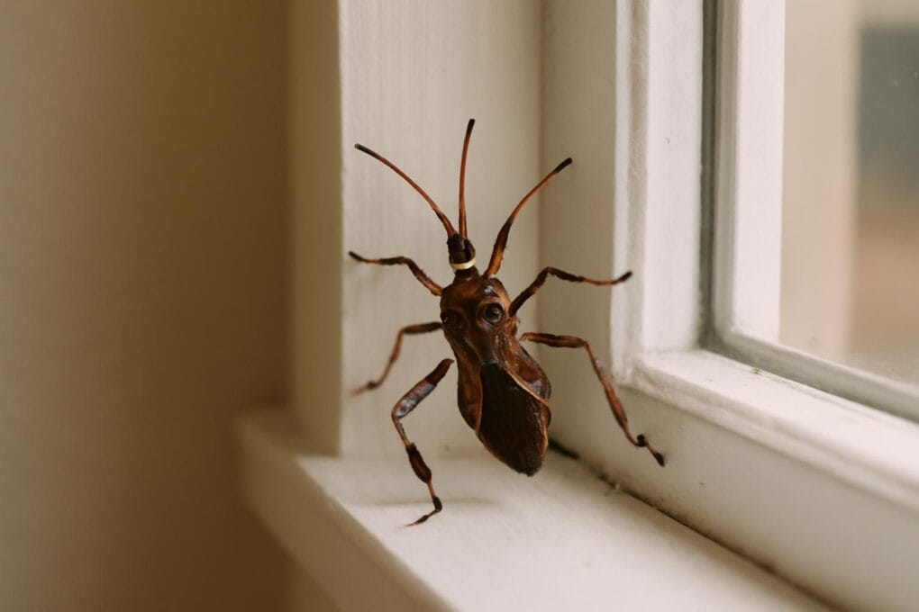 wtyk amerykanski leptoglossus occidentalis w domu 2 1