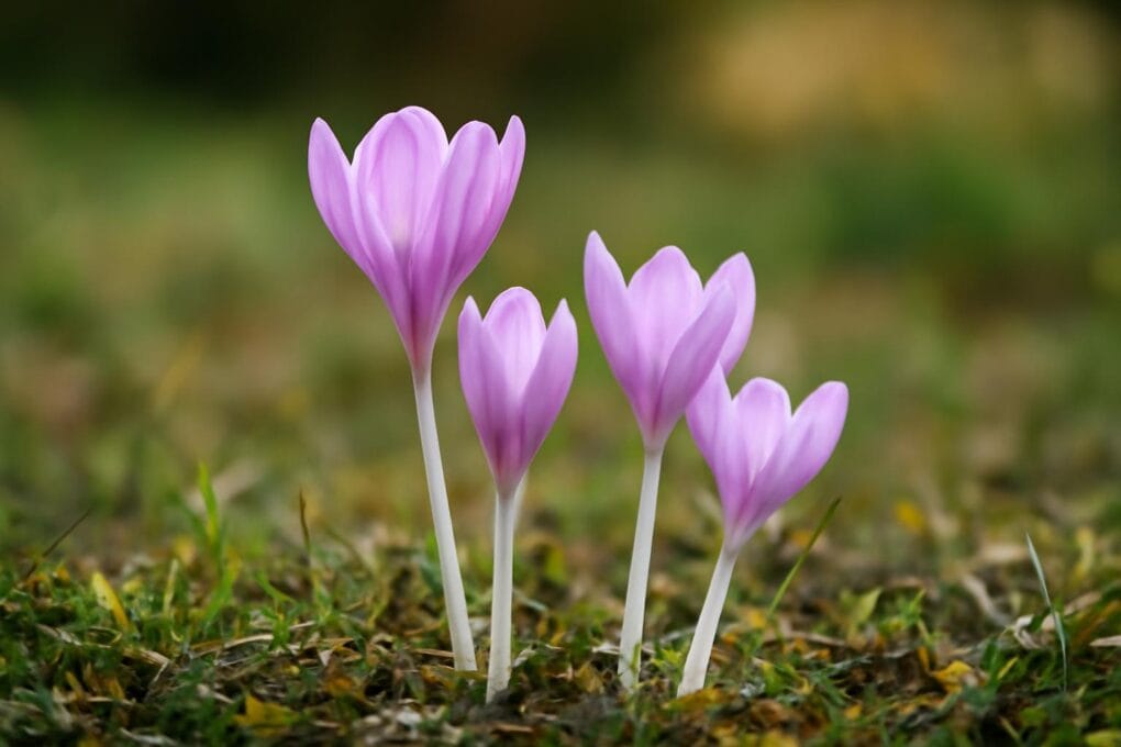 zimowit jesienny colchicum autumnale uprawa i odmiany 2 1
