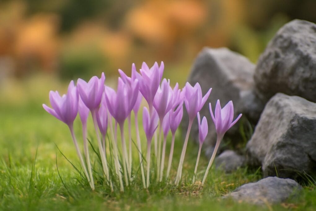 zimowit-jesienny-colchicum-autumnale-uprawa-i-odmiany-3 Zimowit jesienny (Colchicum autumnale) – uprawa i odmiany